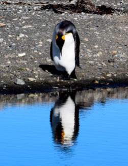 Is that me in there? King penguin looks in the mirror, Bahia Inutil, Chilean Tierra del Fuego.