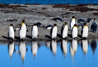 King penguins, Chile