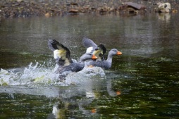 The Magellanic Flightless Steamer Ducks just run along the water! Tierra del Fuego National Park, Argentina.