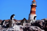 Rockhoppers, Penguin Island