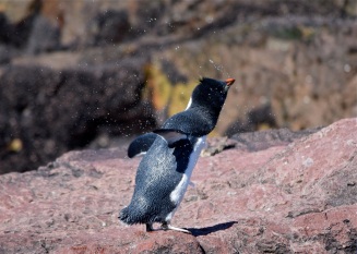 Penguin shake-off