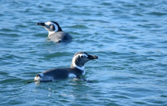 Swimming penguins