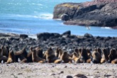 Sea lions, Penguin Island
