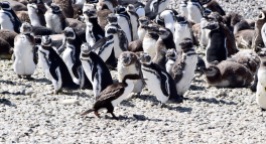 Cormorant-penguin stand off