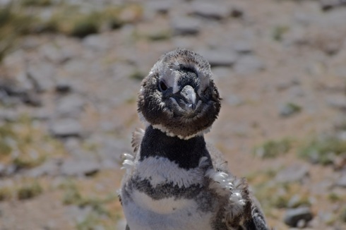 Bed-head penguin