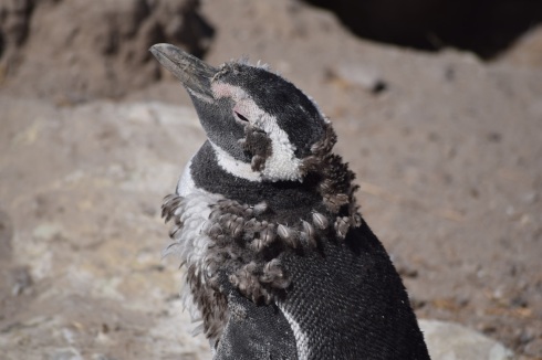 Moulting penguin