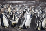 Penguin colony, Puerto Deseado