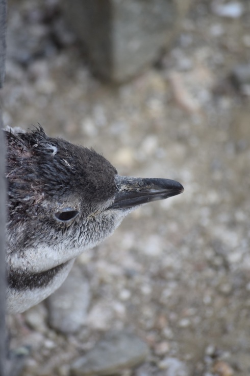 Penguin chick