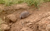 We saw a couple of armadillos on the route - this one scurried off to the side of the road.