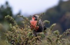 Unidentified bird, Chile