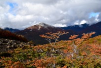 Autumn colours, Argentinian lakes district