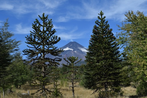 Volcano Villaricca, flanked by monkey puzzle trees, near Pucon, Chile.