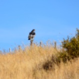 Buzzard eagle, Argentina