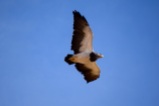 Buzzard eagle in flight, Argentina.