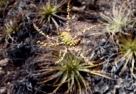 Cactus flower, Parque Nacional Sierra de las Quijadas
