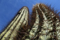 Giant cacti, Parque Nacional Ischigualasto, San Juan, Argentina.
