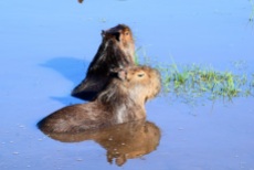 Bathing capybaras, Argentina