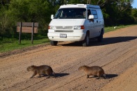 Capybaras crossing